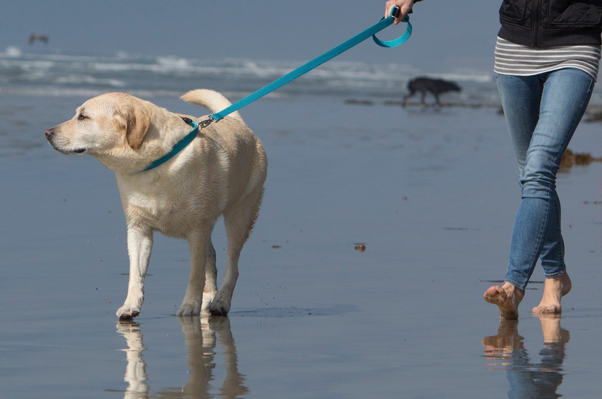 LupinePet, LupinePet Eco 1" Tropical Sea pour chiens de taille moyenne à grande